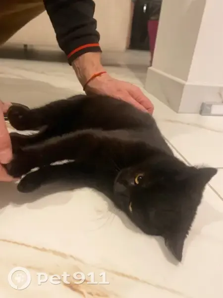 Chaton noir femelle trouvé à Alix - photo