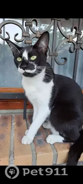 Chatte perdue, noire et blanche, Mitry-Mory - photo