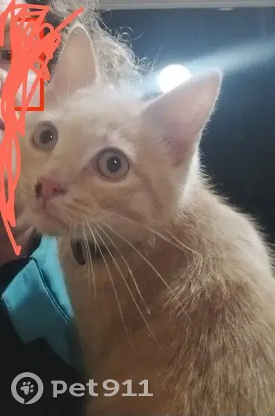 Chaton roux trouvé quartier Amouroux - photo
