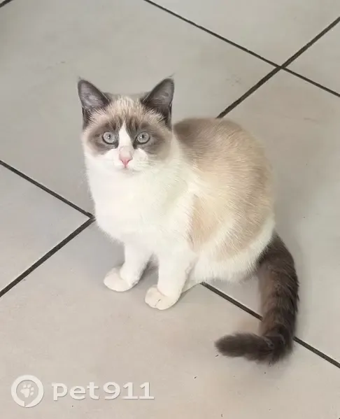 Chatte perdue à Saran : Sacré Birmanie - photo