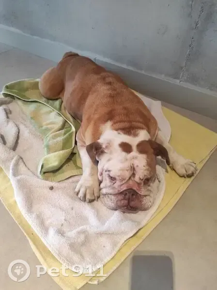 Bouledogue anglais trouvé à Houlgate - photo