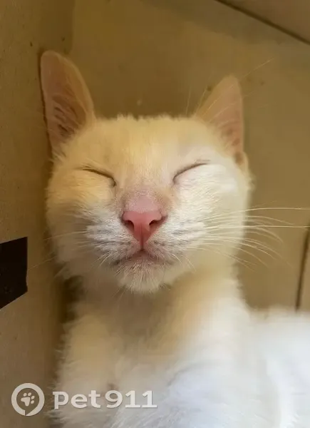 Chat mâle blanc/roux perdu à Cantaron - photo