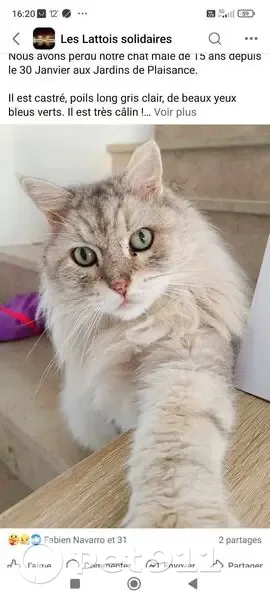 Chat mâle blanc/gris 15 ans perdu à Lattes - photo