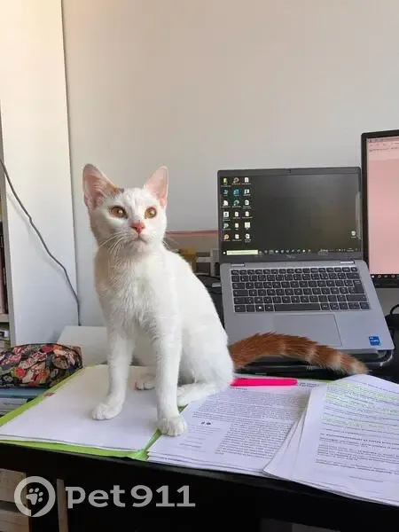 Chaton perdu trouvé à Bagnolet - photo