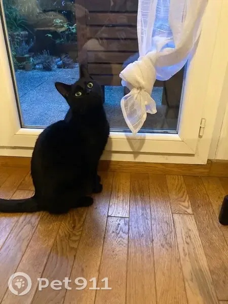 Chat noir 3 ans perdu à Rennes - photo