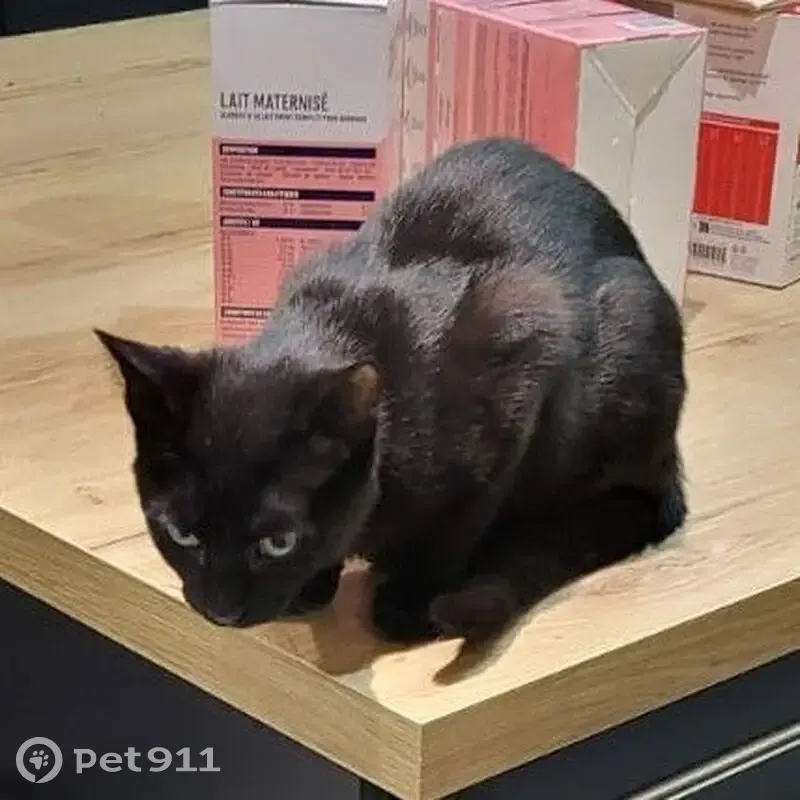 Chat noir de 5 mois perdu à Galgon - photo