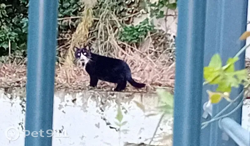 Chat noir et blanc trouvé près des Buttes Chaumont - photo