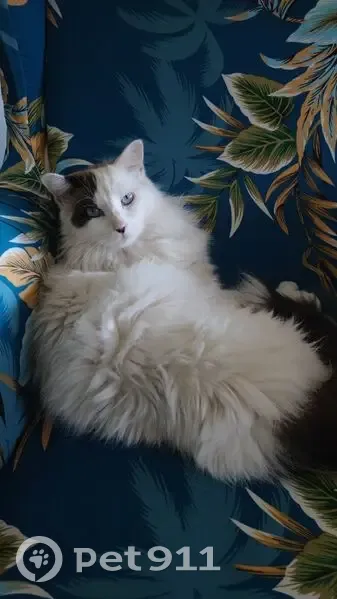 Stella, chat blanc, perdue à Peymeinade - photo