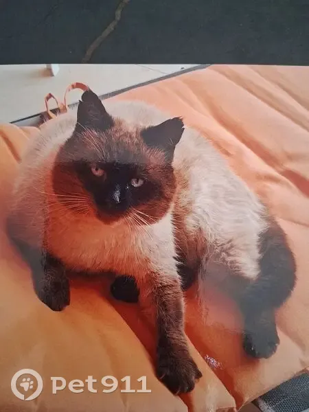 Chat beige et marron foncé perdu à Vitrolles - photo