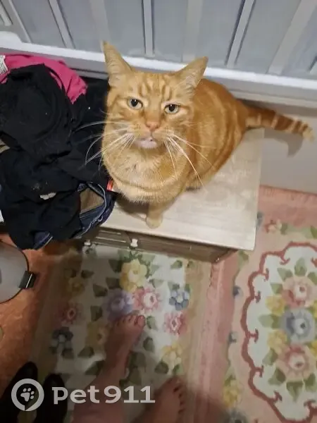 Chat perdu à Civray-de-Touraine - photo
