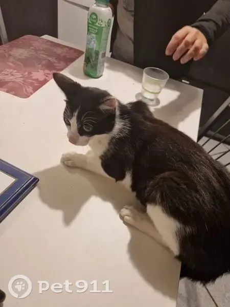 Chat trouvé à Colombes, non identifié - photo
