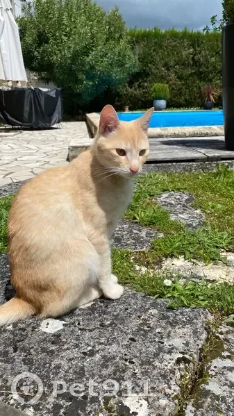 Chat européen sable perdu à Balzac - photo