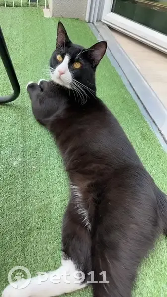 Chat perdu secteur bd Albert 1er, SKY - photo