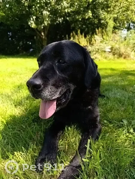Chien noir 14 ans perdu à Plomeur - photo
