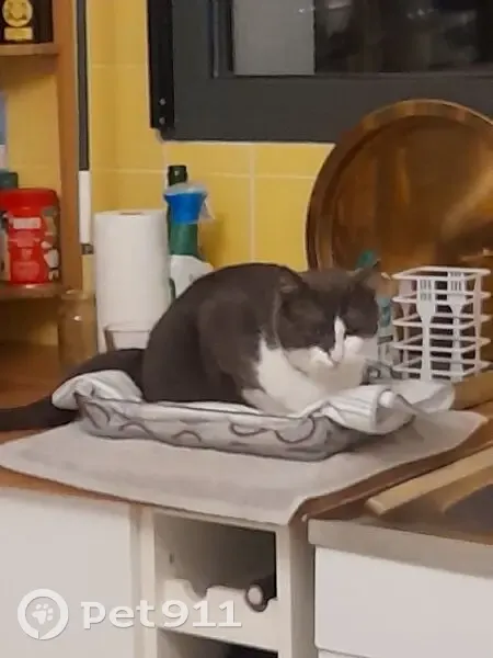 Chat gris et blanc perdu à Ifs - photo