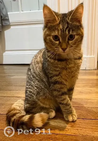 Chatte tigrée 2 ans perdue à Bonnelles - photo