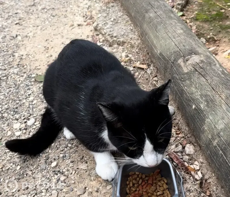 Chat perdu : Impasse des Joncs, Marseille - photo