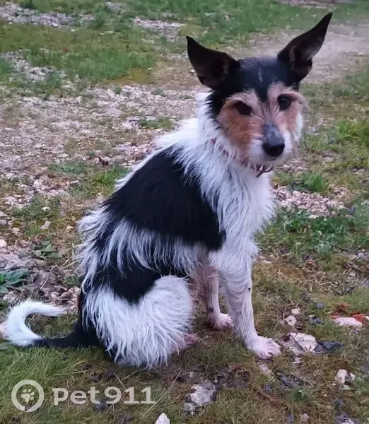 Chien tricolore perdu à Sarrant - photo