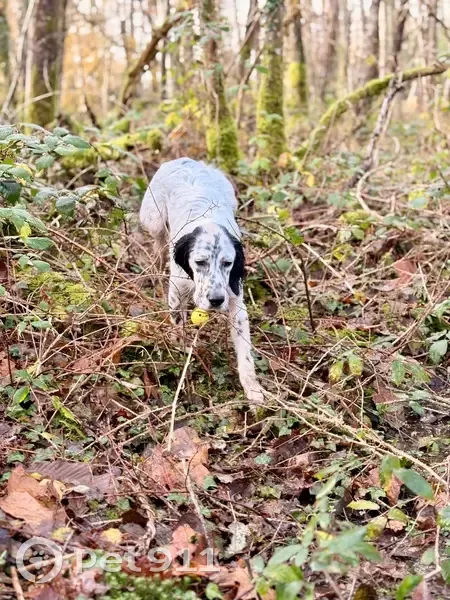 Chiots Setters Perdus à St Priest sous Aixe - photo
