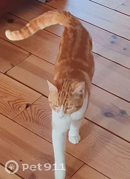 Jeune chat roux et blanc trouvé à Cabariot - photo