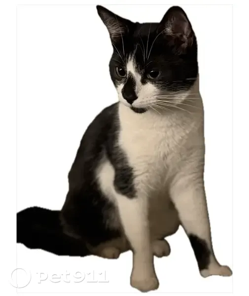 Chatte noire et blanche perdue à Vaulx-en-Velin - photo