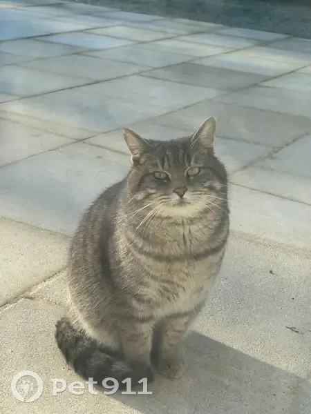 Chat mâle gris tigré trouvé à Dirac - photo