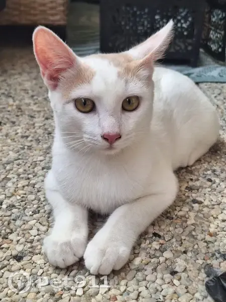 Chat perdu : Rio, mâle blanc et doré, Vendargues - photo