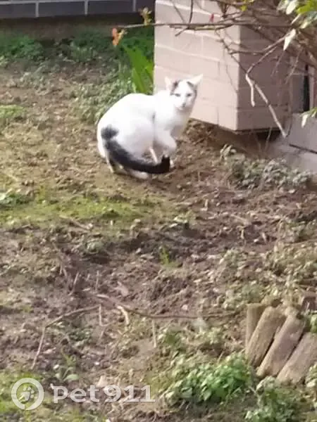 Chat blanc et tigré perdu à Pantin - photo
