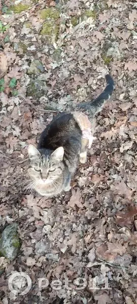 Chat tigré trouvé bandé à Mouthiers-sur-Boëme - photo