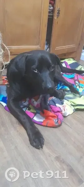 Chien noir croisé retrouvé à Nalzen - photo