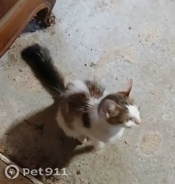 Jeune chatte trouvée chemin du Bois Clos - photo