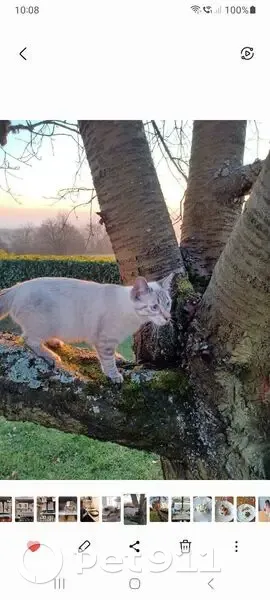 Chaton beige-tigré perdu à Bussières - photo