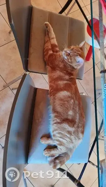 Simba, chat roux perdu à Saint-Clément - photo