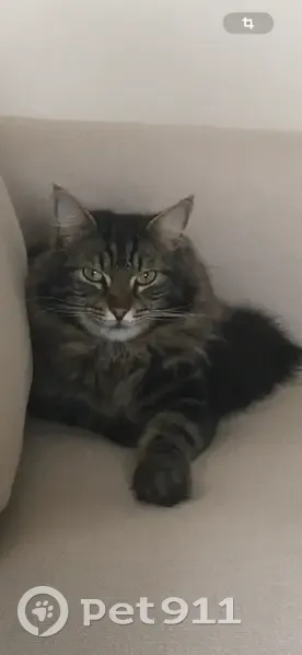 Chat tigre mâle perdu à Willems - photo