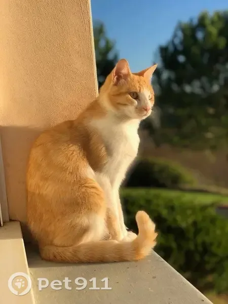 Chat roux et blanc perdu à Bordeaux - photo