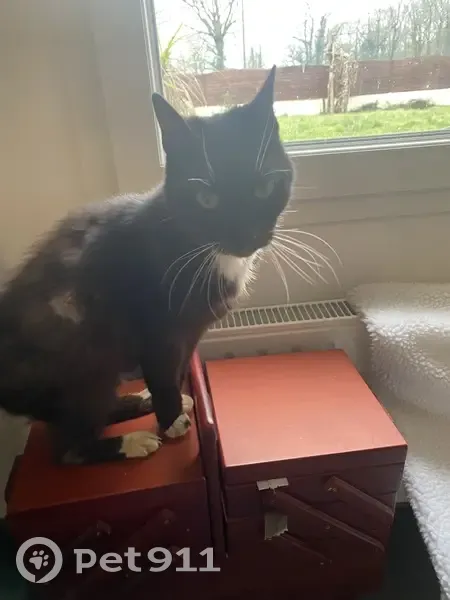 Chatte noire âgée perdue à Le Girouard - photo