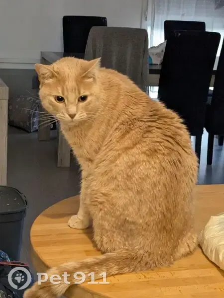 Milo, chat roux 3 ans perdu à Rivesaltes - photo