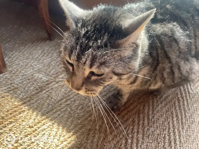 Chat gris rayé trouvé à Igé, sociable - photo