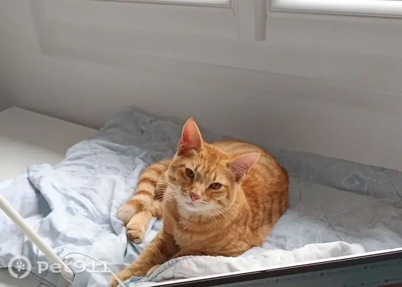 Jeune chat roux trouvé au Bouscat - photo