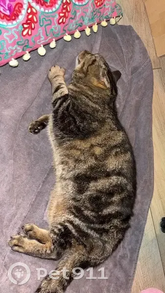 Chat tigré renversé à Pianottoli-Caldarello - photo