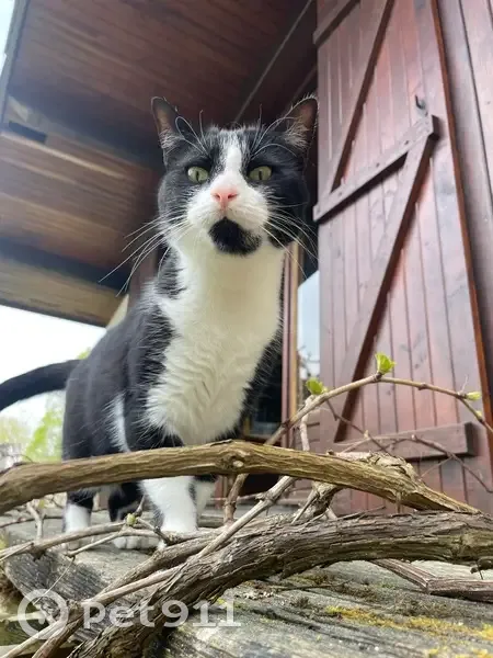 Chatte noire et blanche disparue à Bordeaux - photo