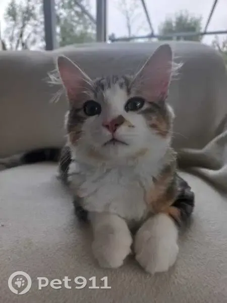 Chat européen tigre perdu à Jassans-Riottier - photo