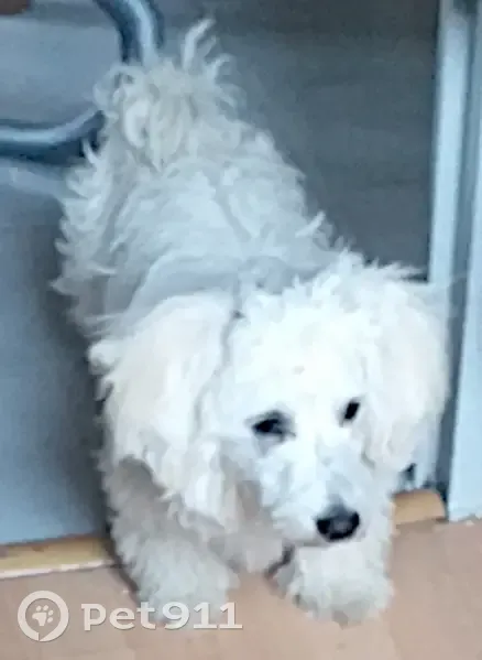 Chien trouvé type bichon, non identifié - photo