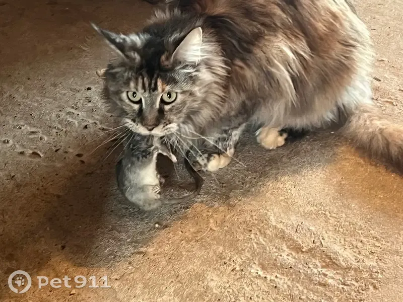 Chatte Main Coon grise perdue à Vedène - photo
