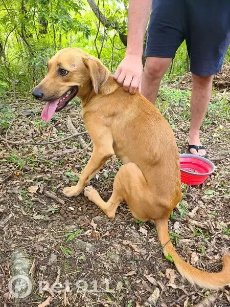 Jeune chienne créole trouvée à Petit-Bourg - photo