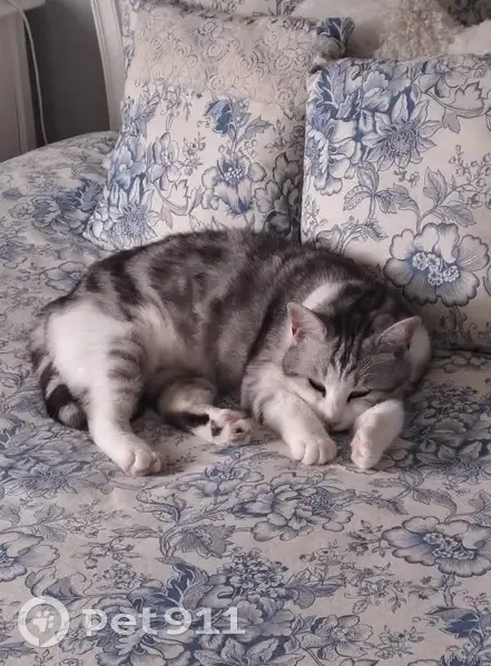 Chat perdu à Albert, Chemin de Warloy - photo