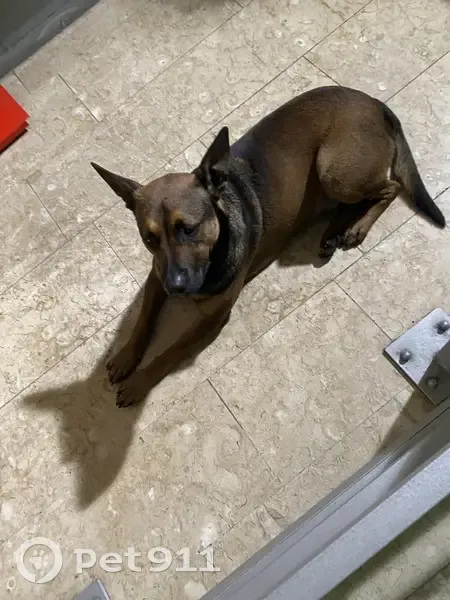 Chien trouvé en gare d'Aix TGV - photo