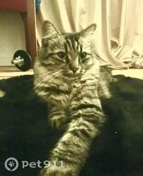 Chat perdu : Nekko, 9 ans, poils longs doux - photo