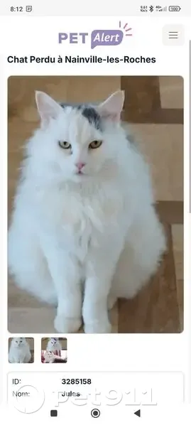 Chat perdu à Nainville-les-Roches - photo