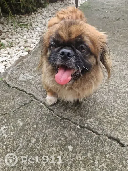 Chienne pékinoise marron trouvée Le Tampon - photo